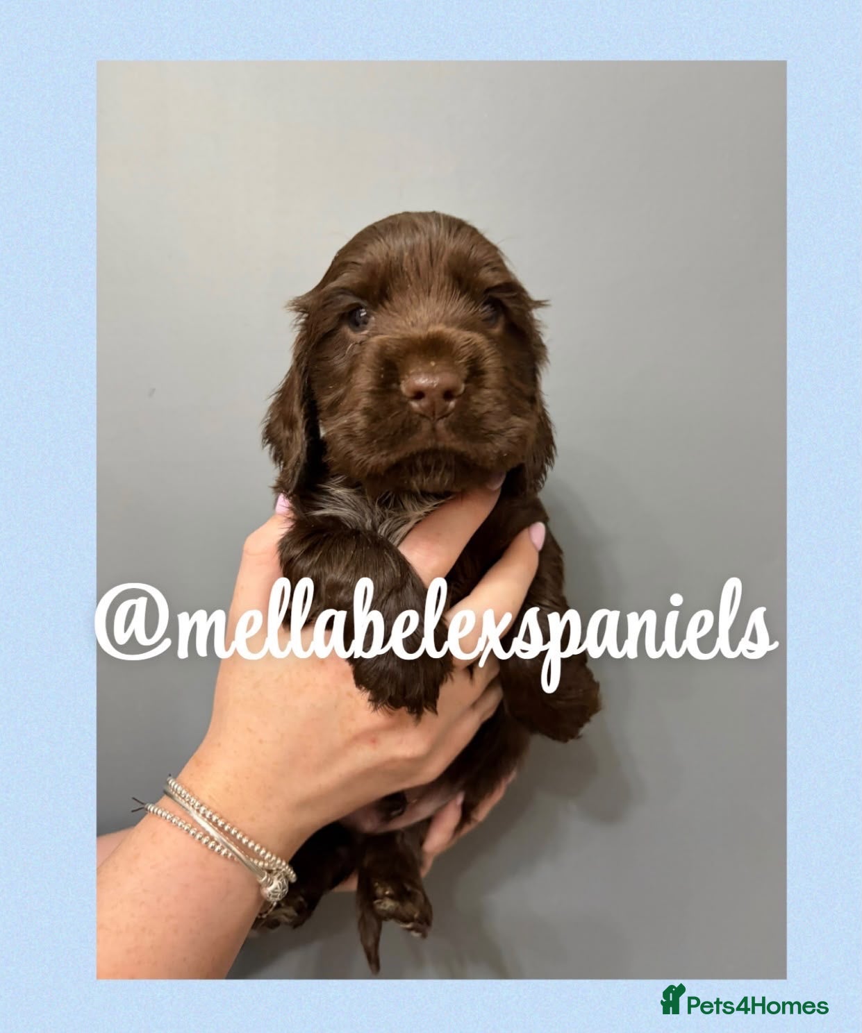 Cocker Spaniel dogs 5* SHOW COCKER SPANIEL BOY, PARENTS HEALTH TESTED - Advert 4