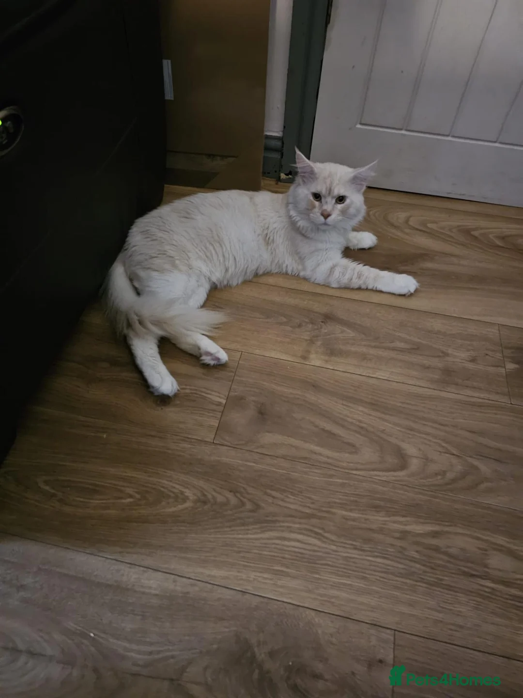 Maine Coon cats for stud: CREAM / RED SMOKE MAINECOON FOR STUD - Advert 5