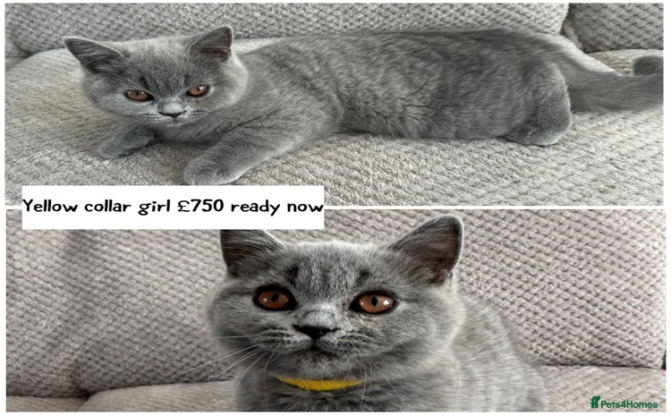 British Shorthair cats in Swindon - Advert 2