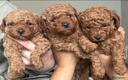 Toy Poodle dogs for sale: Perfect red toy poodle girl needs forever family - Image 1