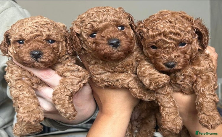 Toy Poodle dogs - Advert 1