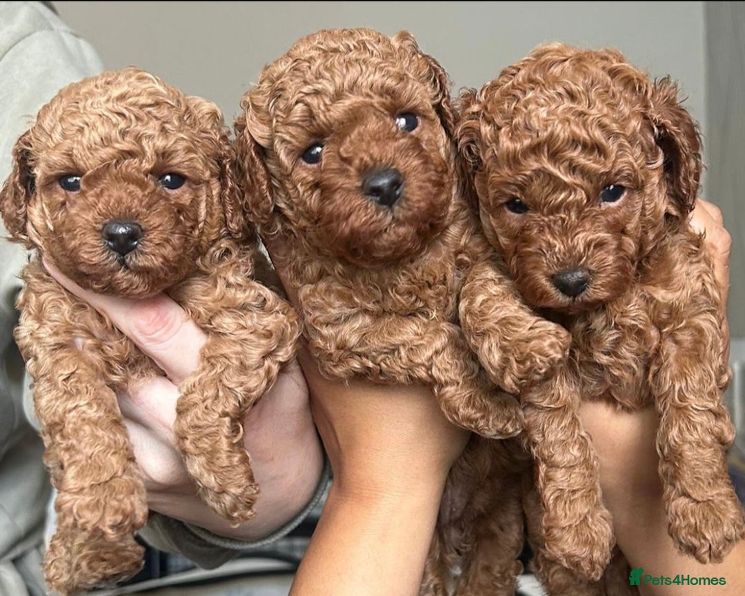 Toy Poodle dogs for sale: Perfect red toy poodle girl needs forever family - Image 1