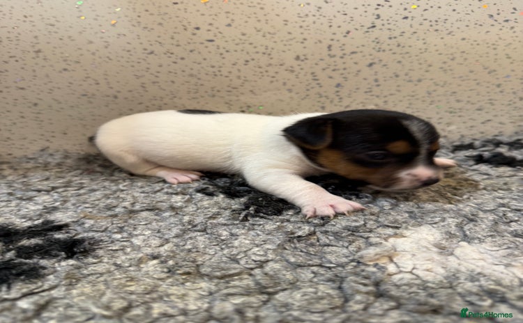 Jack Russell dogs - Advert 1