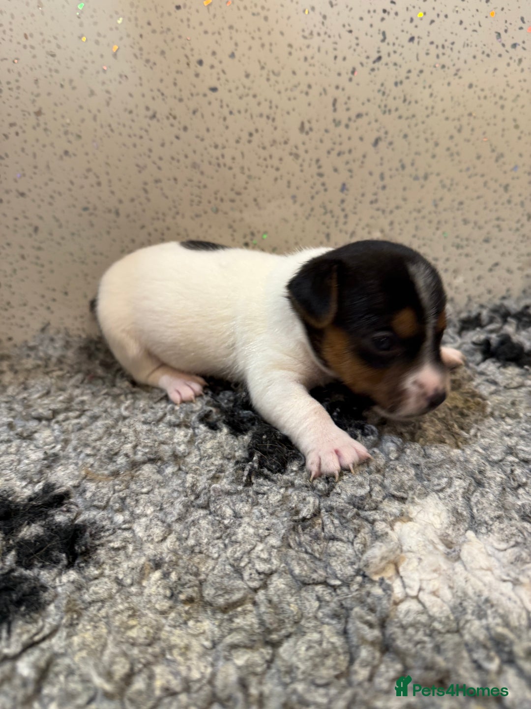 Jack Russell dogs for sale: Jack Russell puppies  - Image 1