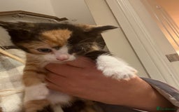 Mixed Breed cats for sale: 3 beautiful female kittens. - Image 3