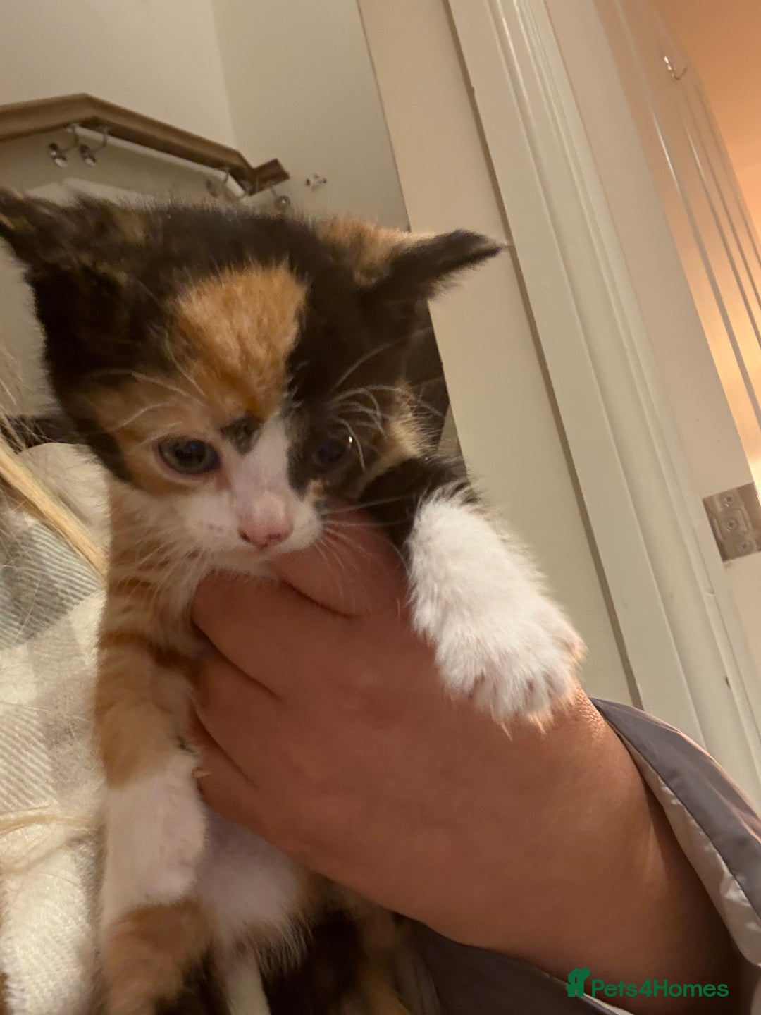 Mixed Breed cats for sale: 3 beautiful female kittens. - Image 3