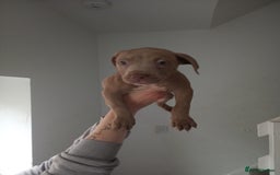 Mixed Breed dogs for sale: Cane corso x Irish Staffy Pups - Image 2