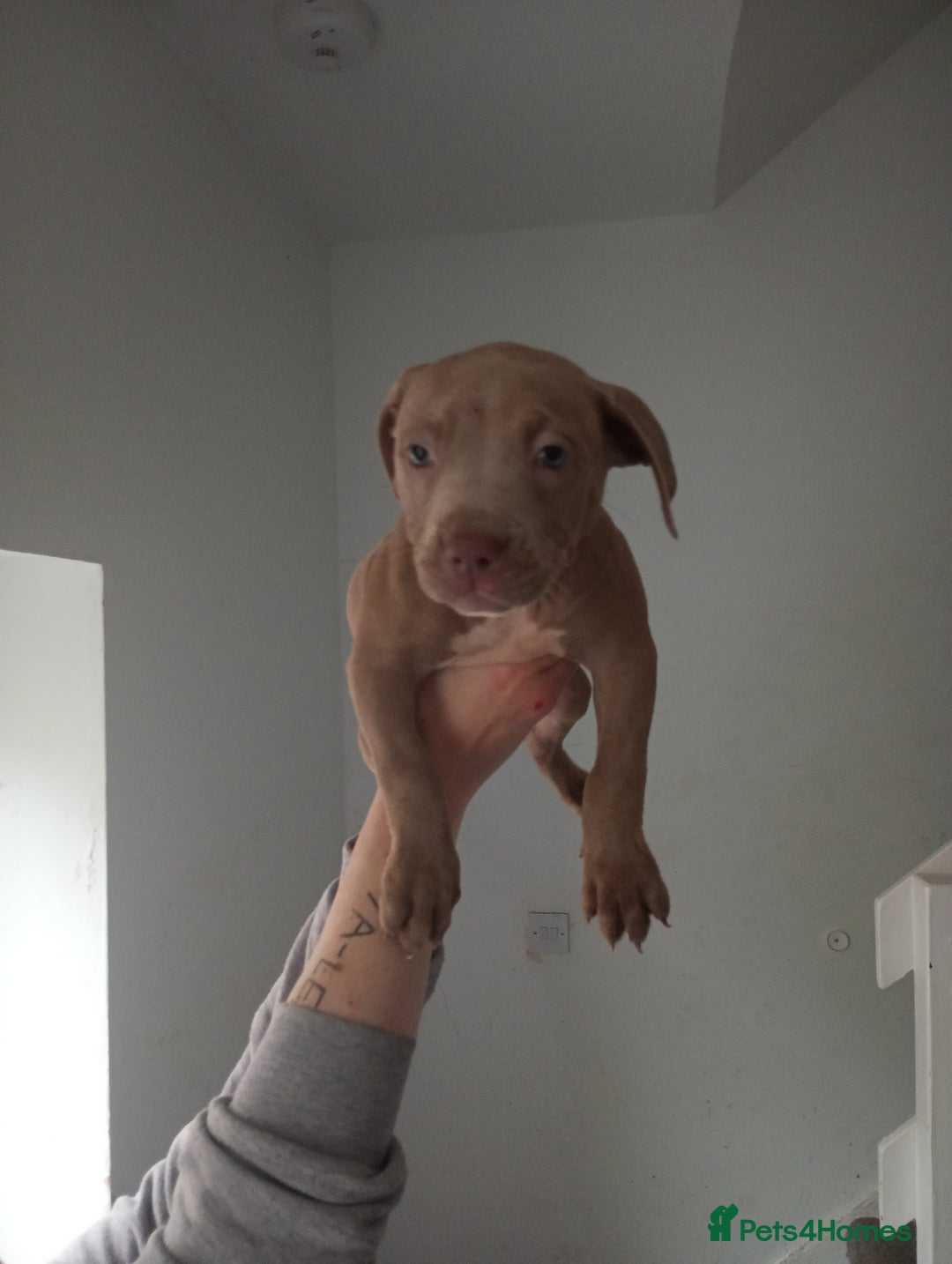 Mixed Breed dogs for sale: Cane corso x Irish Staffy Pups - Image 2