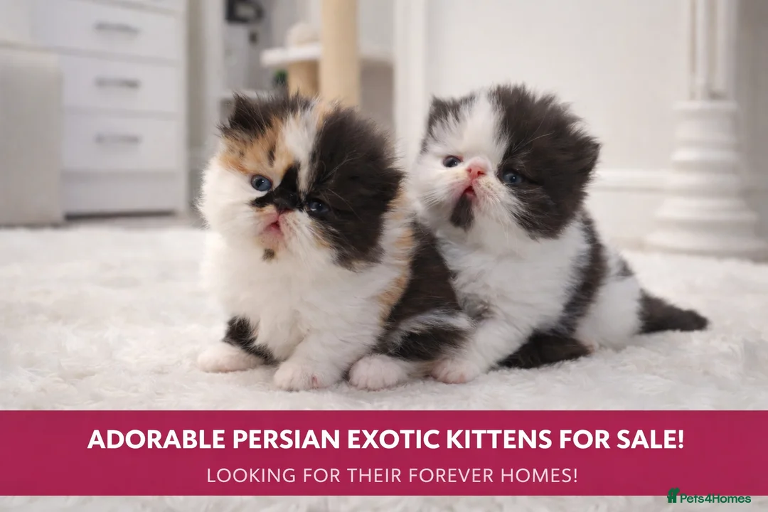 Persian cats for sale: Exotic Persian kittens  - Advert 1