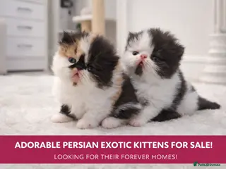Persian cats Exotic Persian kittens - Advert 3