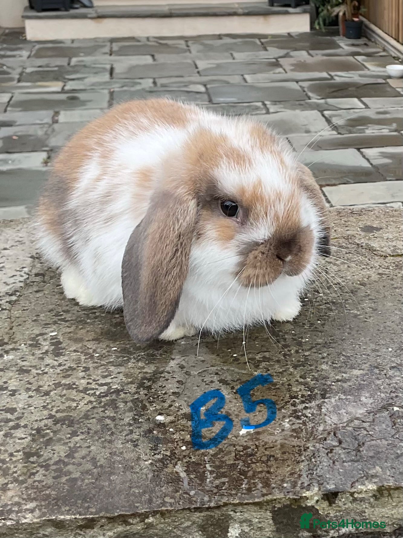 Mini Lop rabbits Pure bred mini lops baby rabbits   - Advert 2