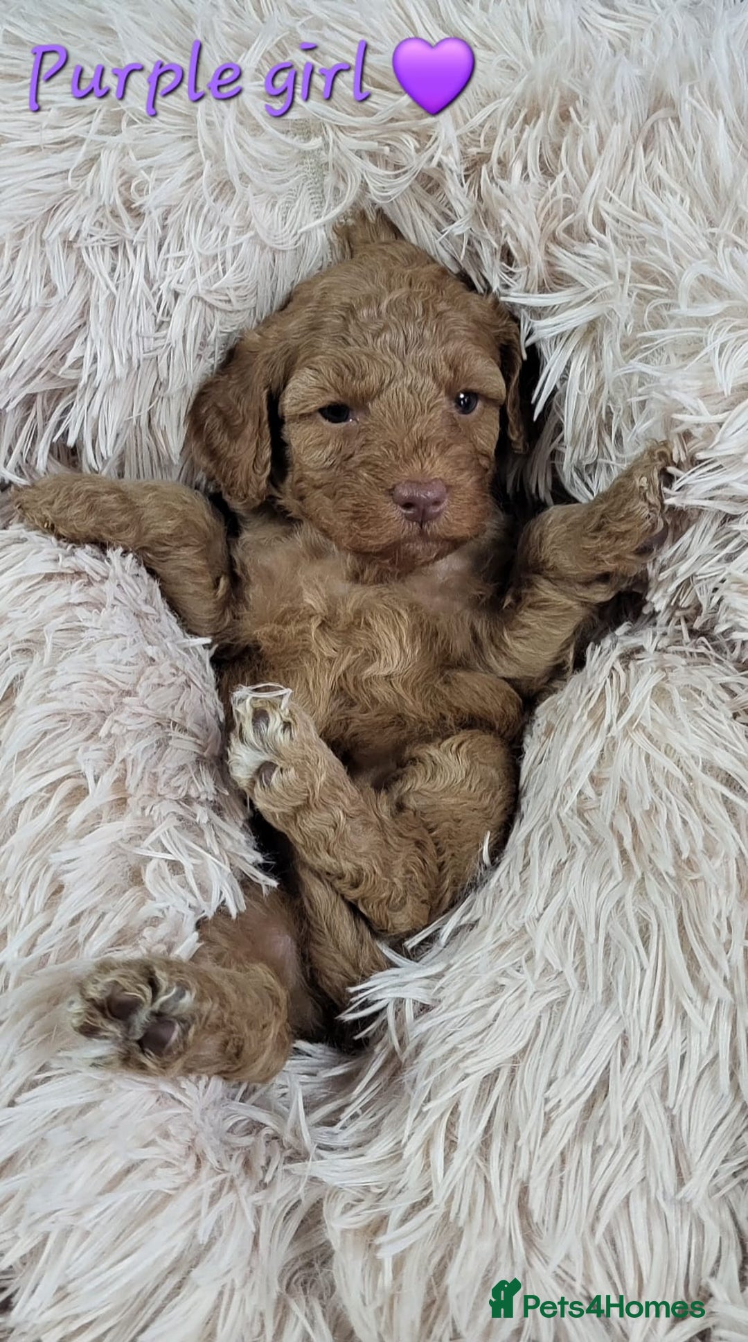 Cockapoo dogs for sale: Reduced!! Stunning F1B Toy Cockapoo Puppies  - Image 12