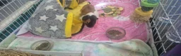 Guinea Pig rodents for sale: Two bonded female guinea pigs  - Advert 8