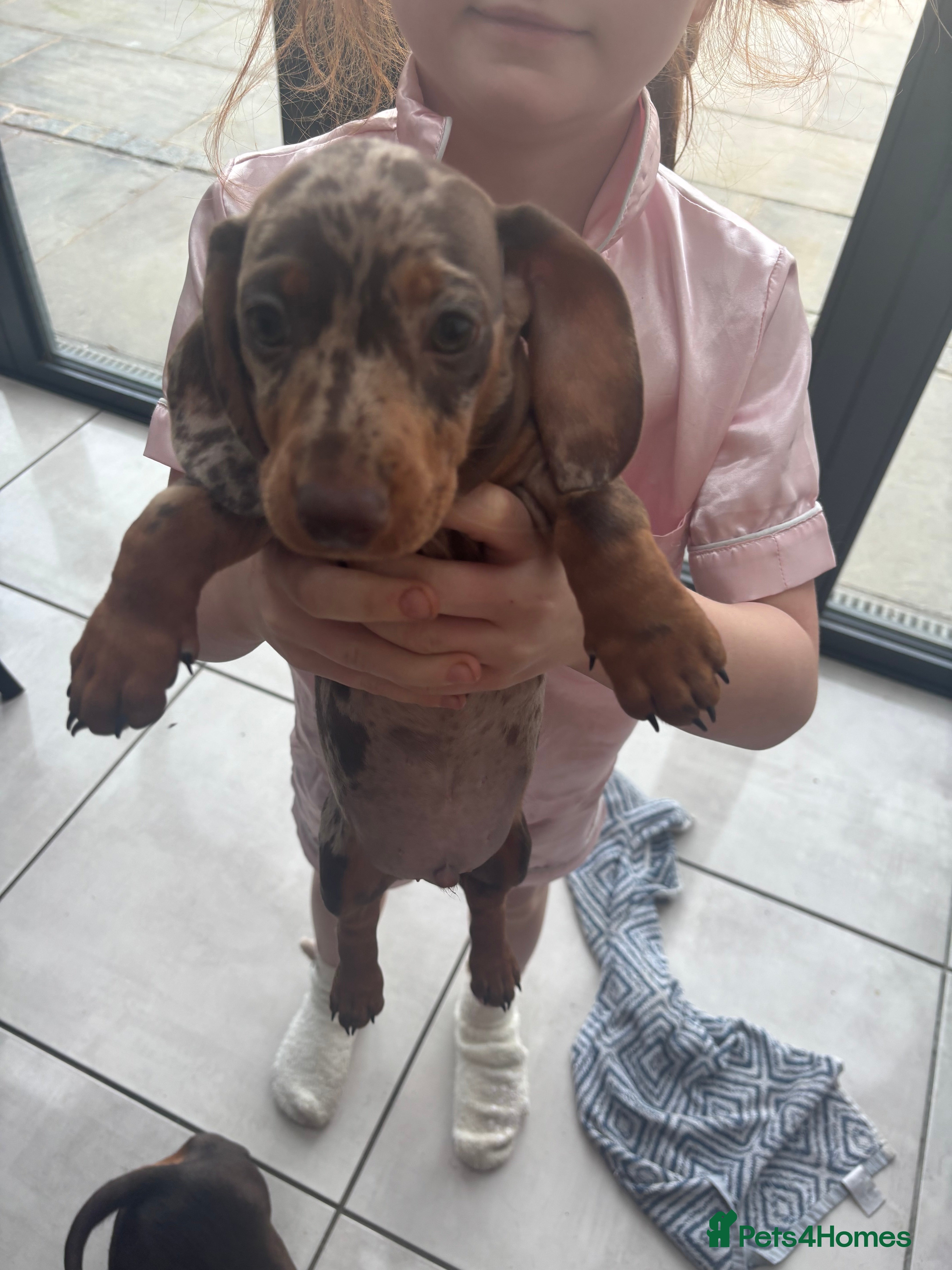 Dachshund dogs Chocolate and Isabella  - Advert 1