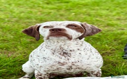 German Shorthaired Pointer dogs for sale: Braque Du Bourbonnais 🇫🇷 French Pointer - Image 2