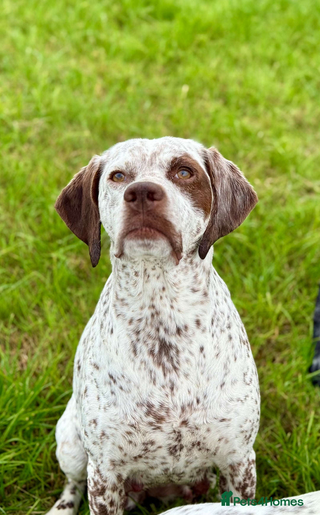 German Shorthaired Pointer dogs for sale: Braque Du Bourbonnais 🇫🇷 French Pointer - Image 2