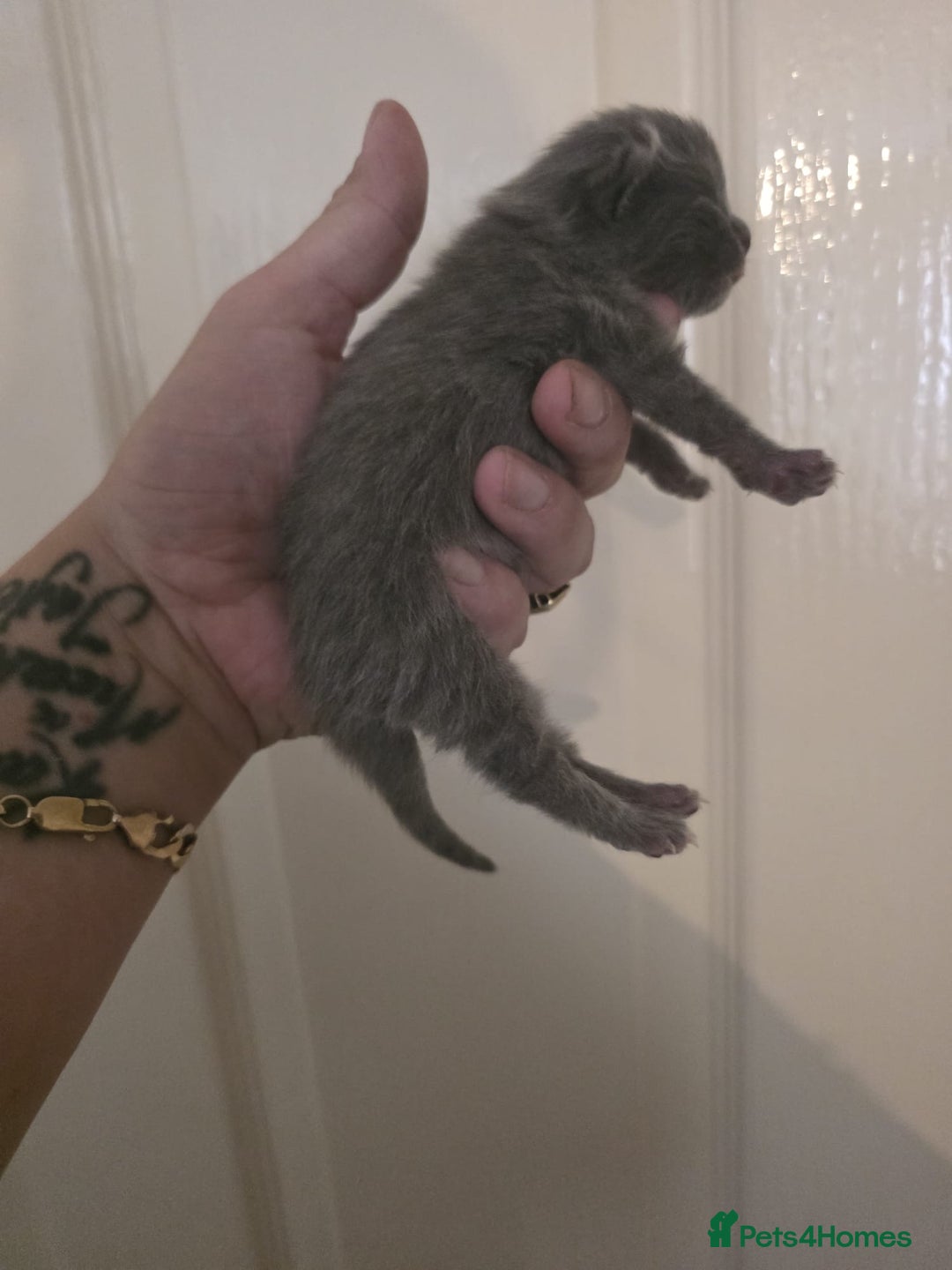 British Shorthair cats for sale: 1 male 1 female British shorthair kitten for sale  - Image 6