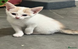 Domestic Shorthair cats for sale: 5 kittens 1 mother - Image 8