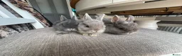 Netherland Dwarf rabbits for sale: Lovely Netherlands dwarf baby rabbits. - Advert 10