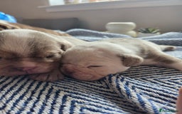 English Bulldog dogs for sale: Beautiful New english bulldogges  - Image 5