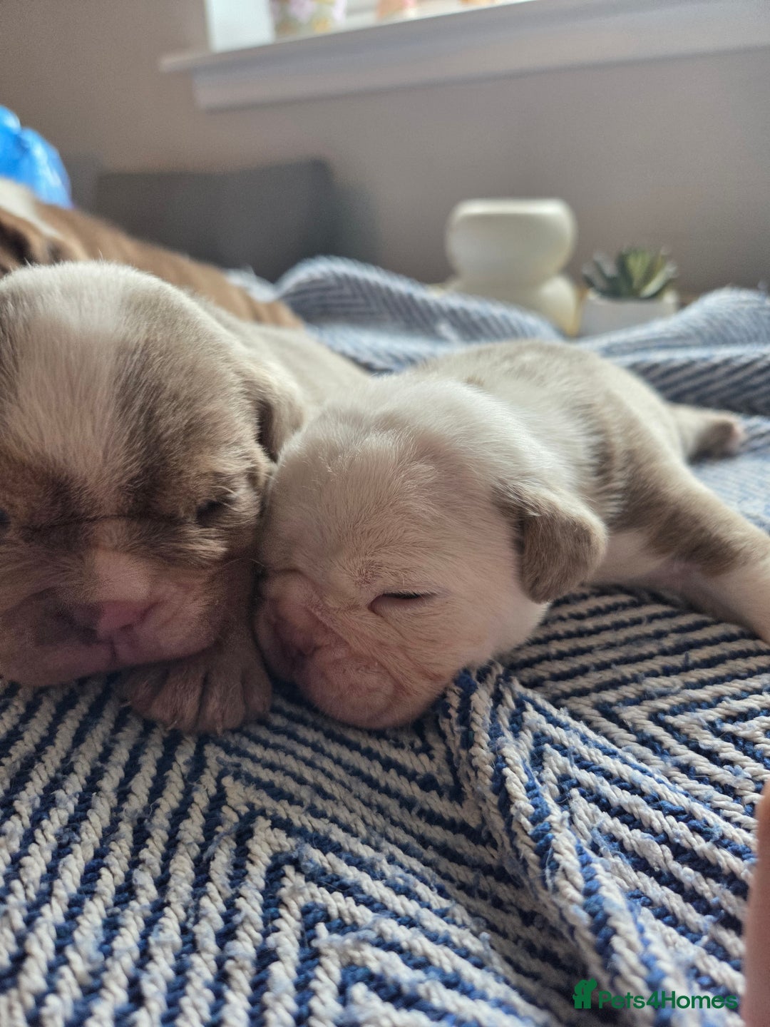 English Bulldog dogs for sale: Beautiful New english bulldogges  - Image 5