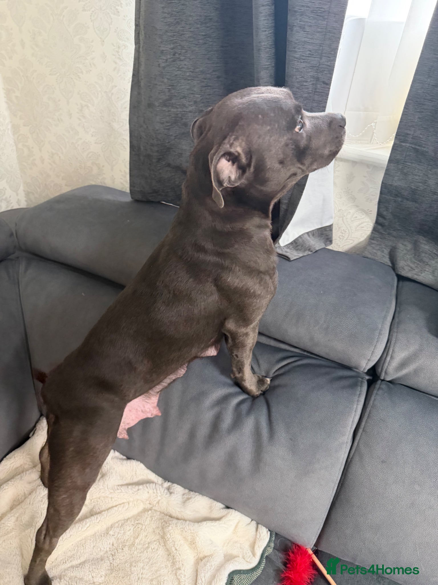 Staffordshire Bull Terrier dogs Blue Staffordshire bull terriers  - Advert 1
