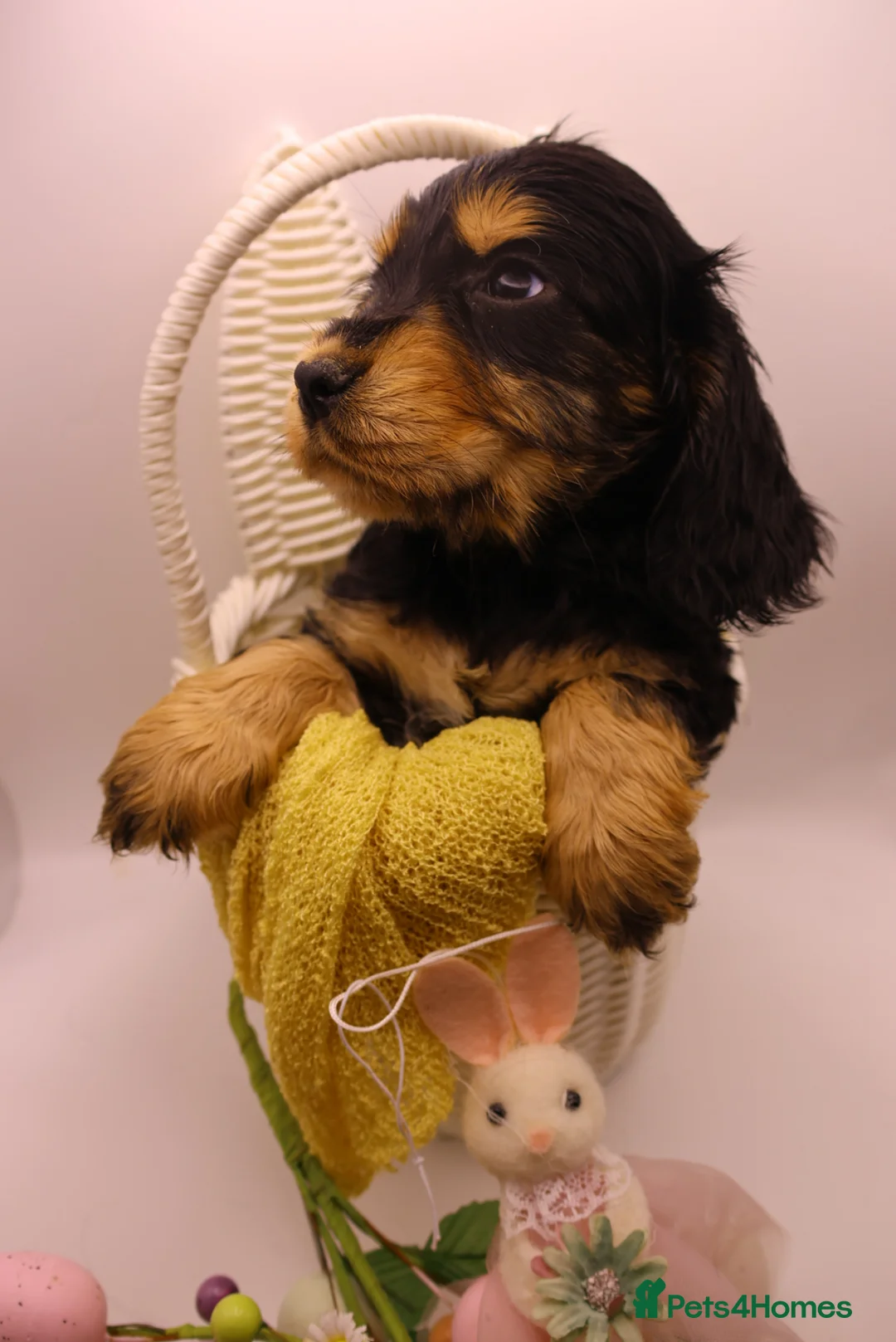 Cocker Spaniel dogs for sale: True Show Cocker Spaniels in Worthing - Advert 40