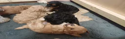 Cavapoo dogs for sale: Beautiful F1B Toy Cavapoo Puppies - Advert 18