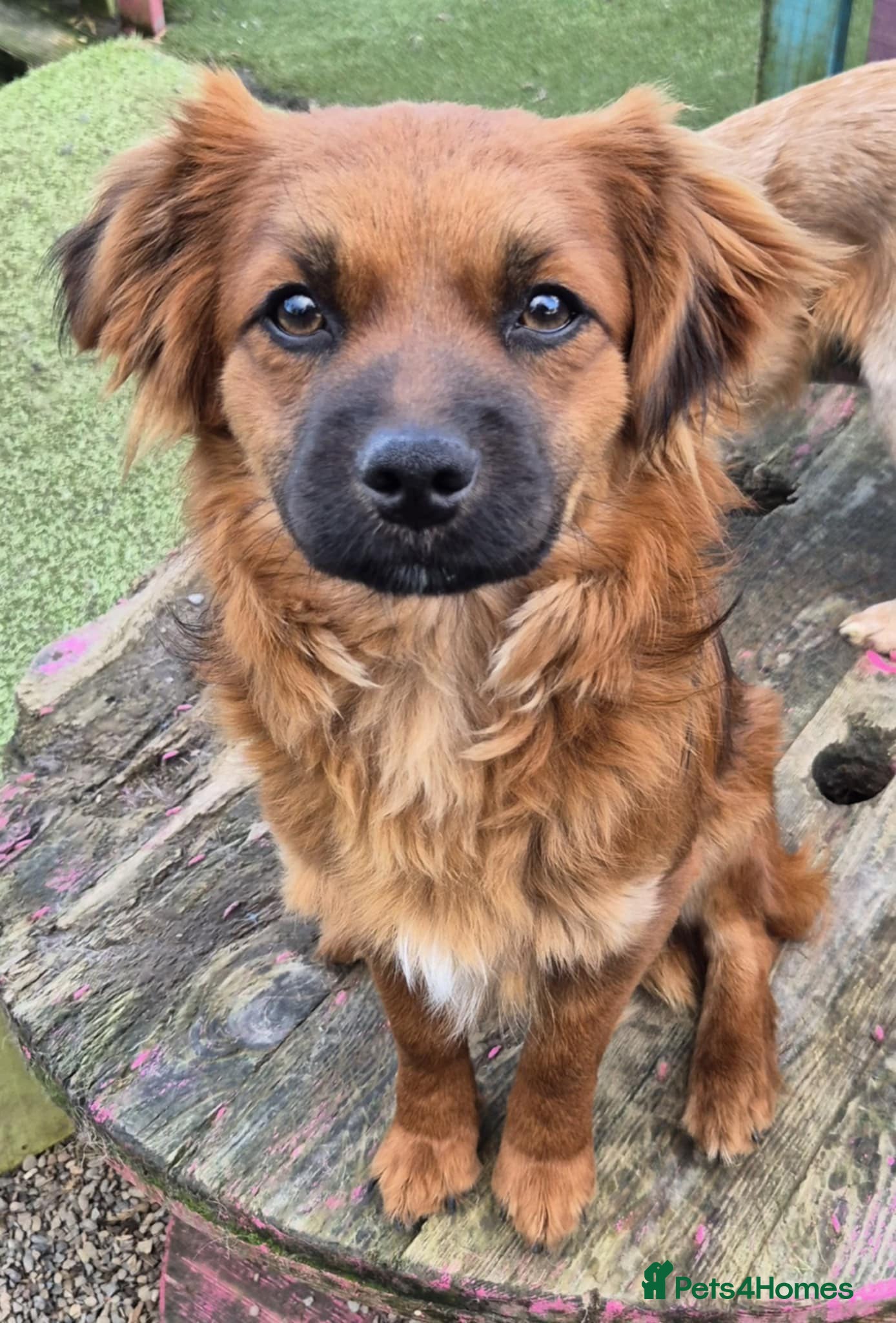 Mixed Breed dogs Robin - In Ayr Looking for a home  - Advert 1