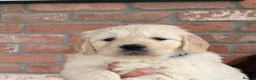 Golden Retriever dogs for sale: Kc registered Fully health tested parents  - Advert 7