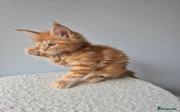 Maine Coon cats for sale: TICA - Maine Coon – 2 Boys Looking for Loving Home - Image 5