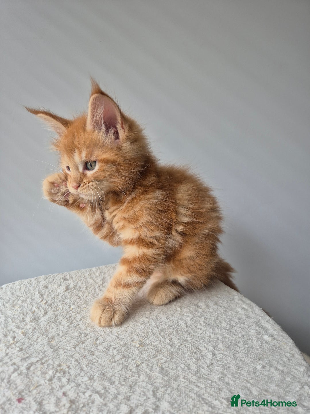 Maine Coon cats for sale: TICA - Maine Coon – 2 Boys Looking for Loving Home - Image 5