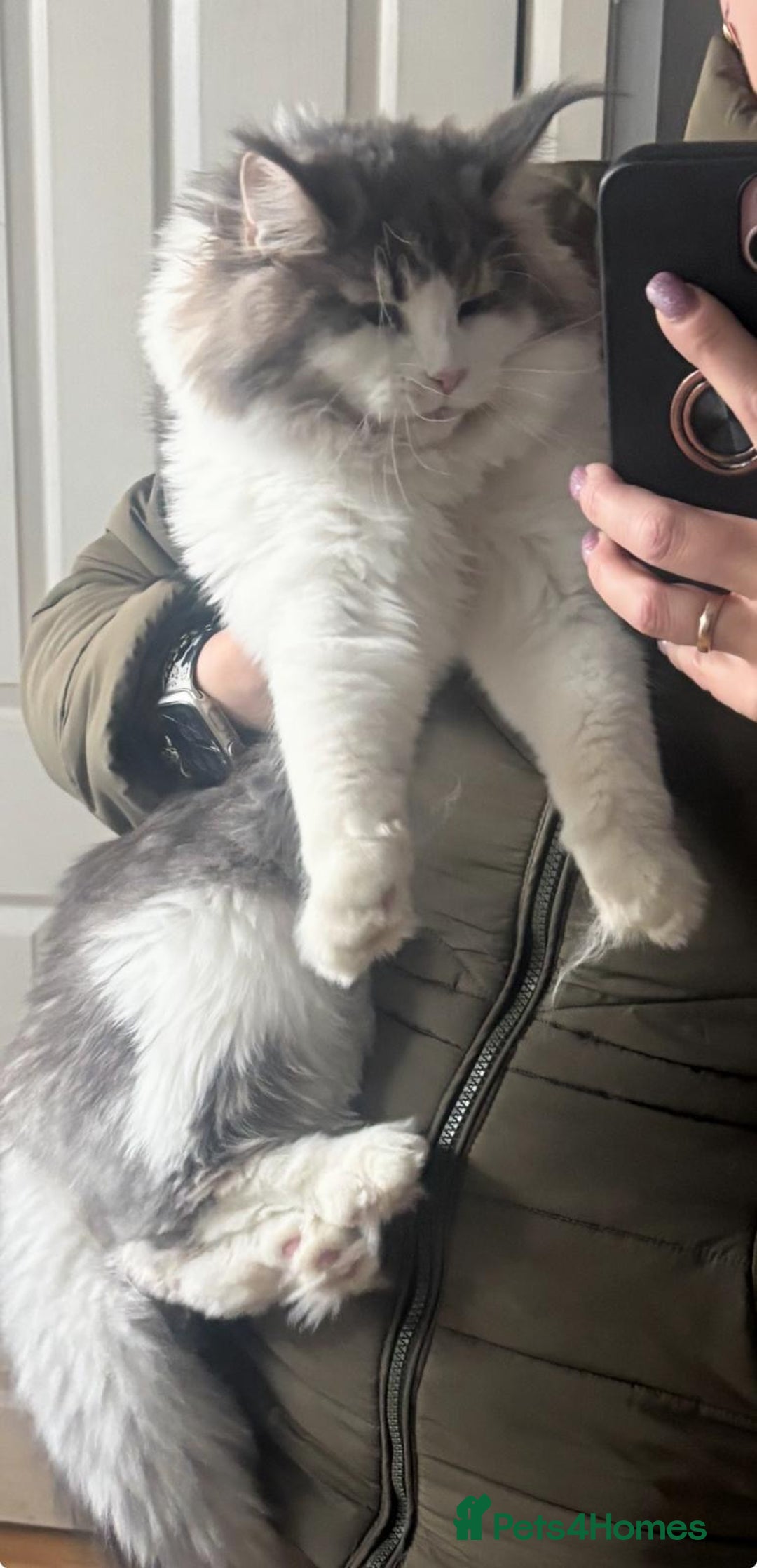 Maine Coon cats for sale: Maine Coon Girl - Advert 3