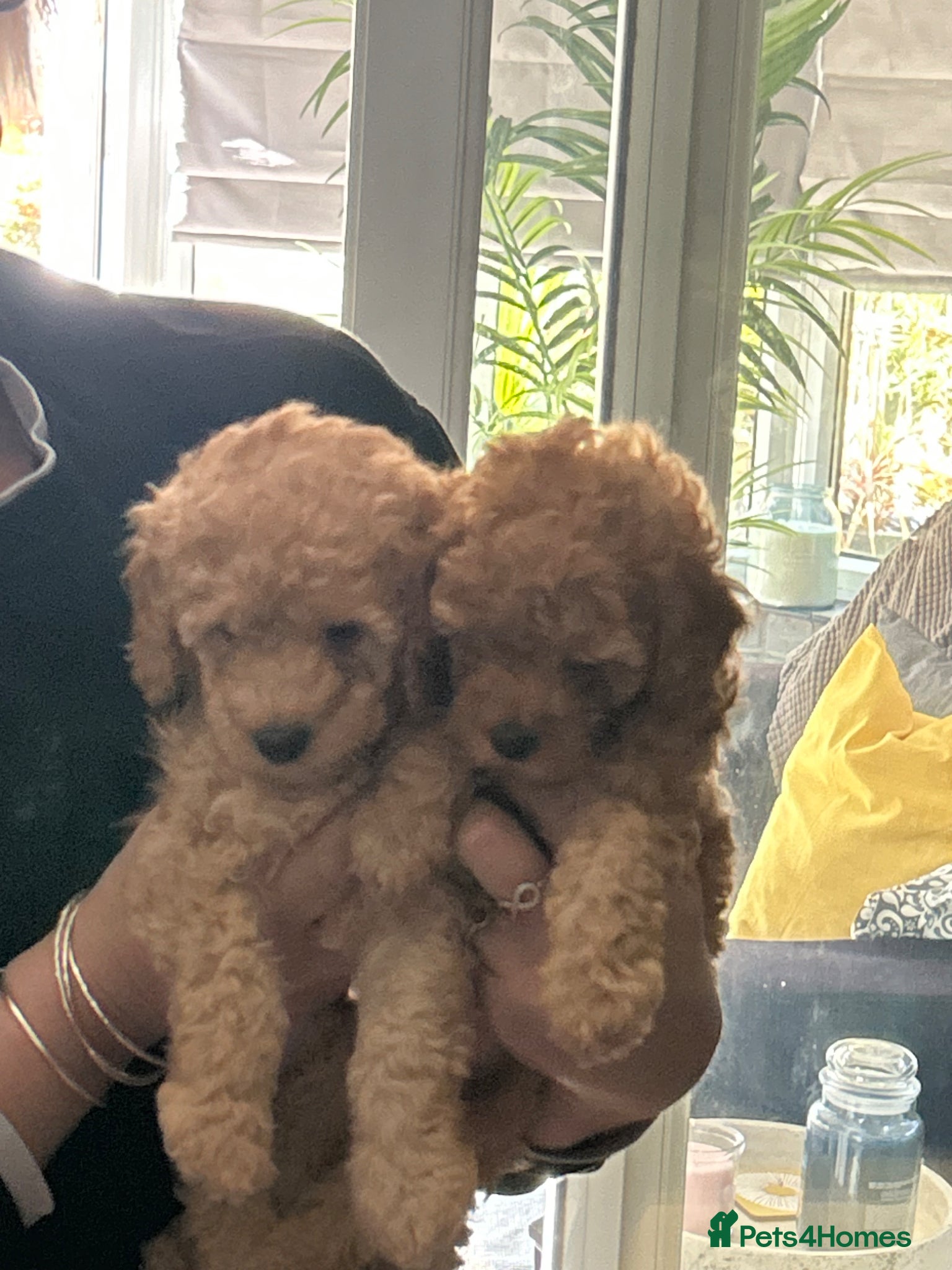 Toy Poodle dogs Stunning & outstanding KC reg toy poodles  - Advert 2
