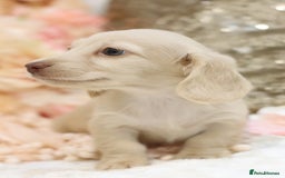 Miniature Dachshund dogs for sale: KC Registered Cream Longhair Puppies - Image 27
