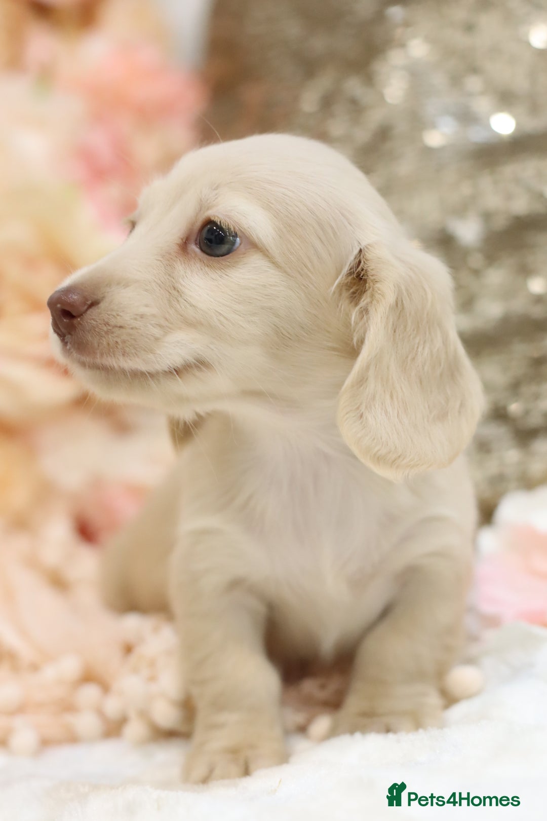 Miniature Dachshund dogs for sale: KC Registered Cream Longhair Puppies - Image 27