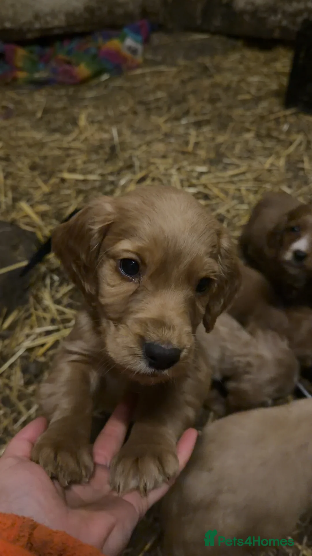 Cocker Spaniel dogs for sale: Working cocker spaniel puppies  - Advert 6