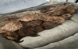 Shih Tzu dogs for sale: Imperial Shih Tzu  - Advert 7