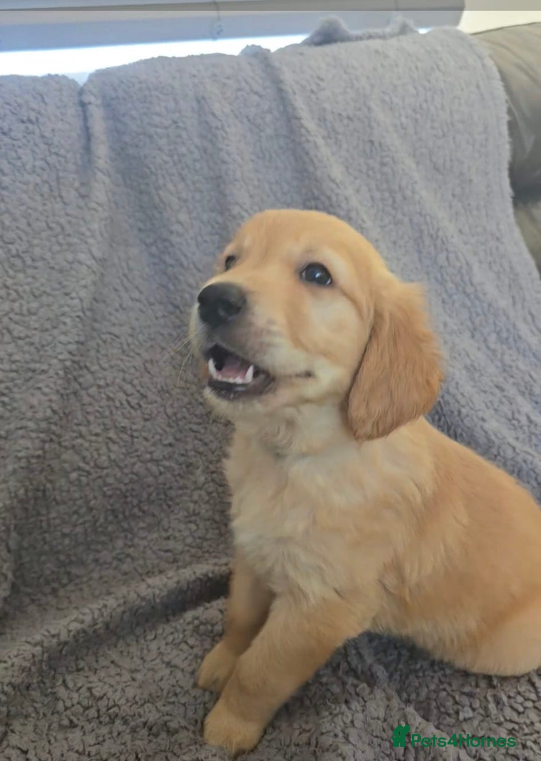 Golden Retriever dogs for sale: Kc Golden Retriever puppies for sale  - Image 22