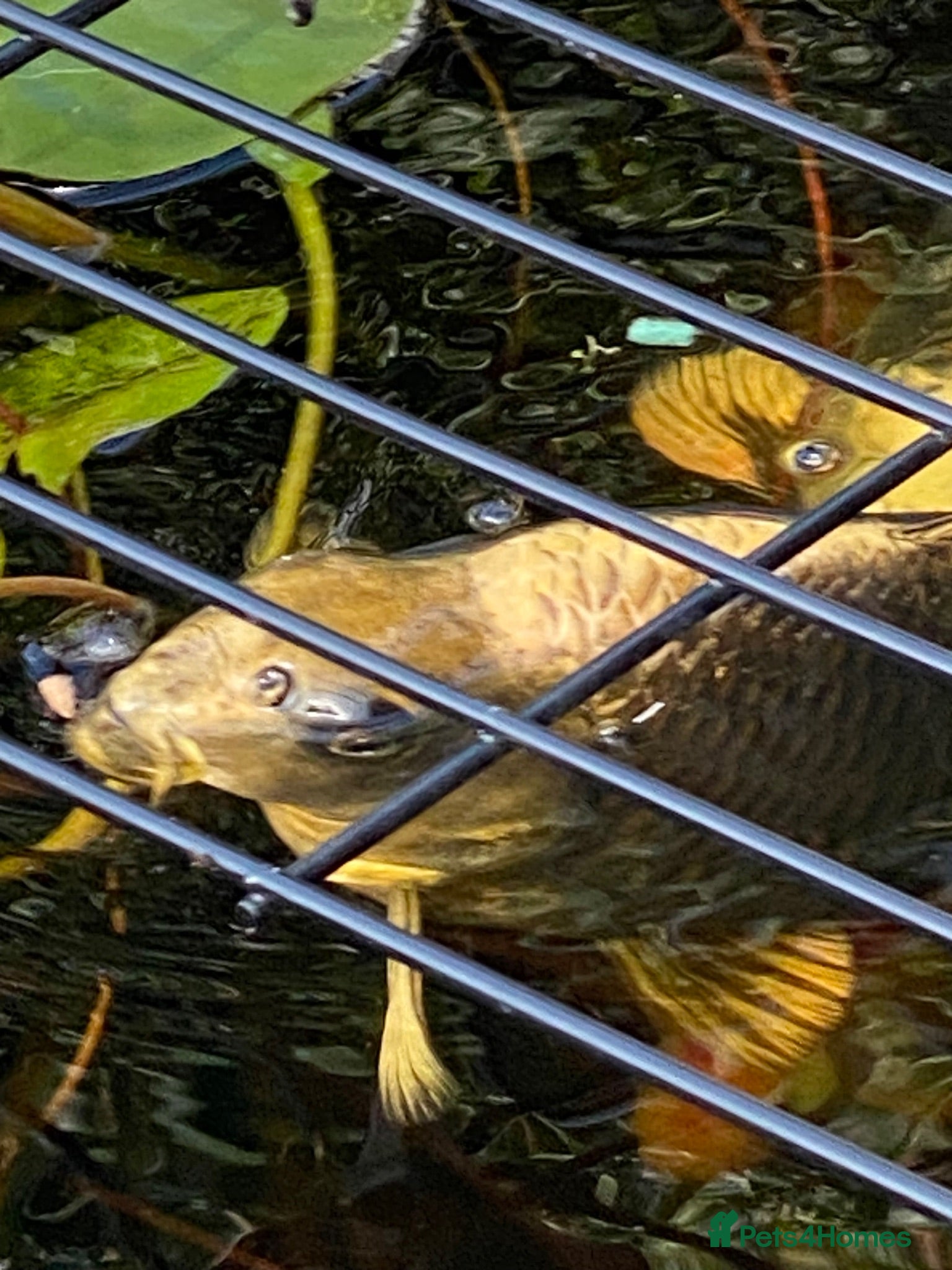 Koi Carp fish 2 XL GHOST KOI - Advert 4