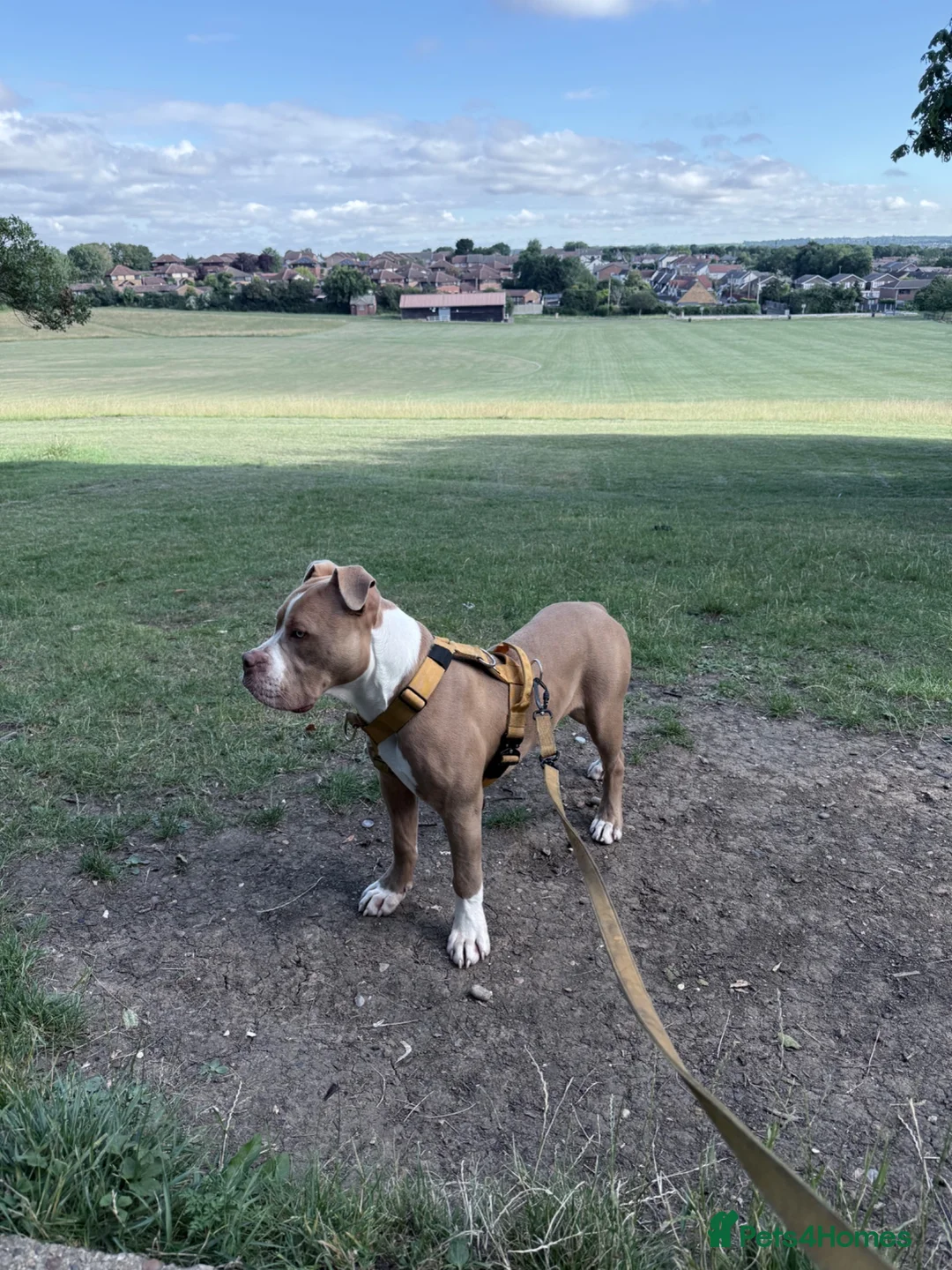 Mixed Breed dogs for sale: Staffy / Bulldog / Unknown 💔 in Basildon - Advert 2