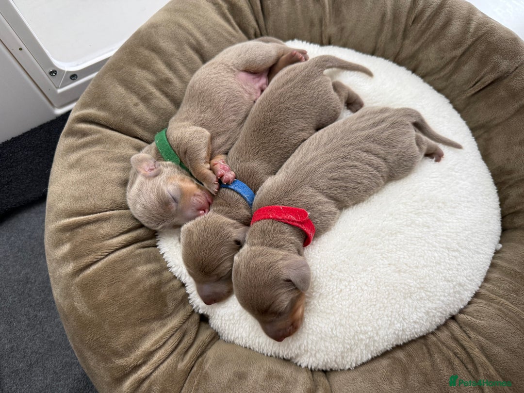 Miniature Dachshund dogs for sale: KC Miniature Dachshund short hair 4M 1F - Advert 18