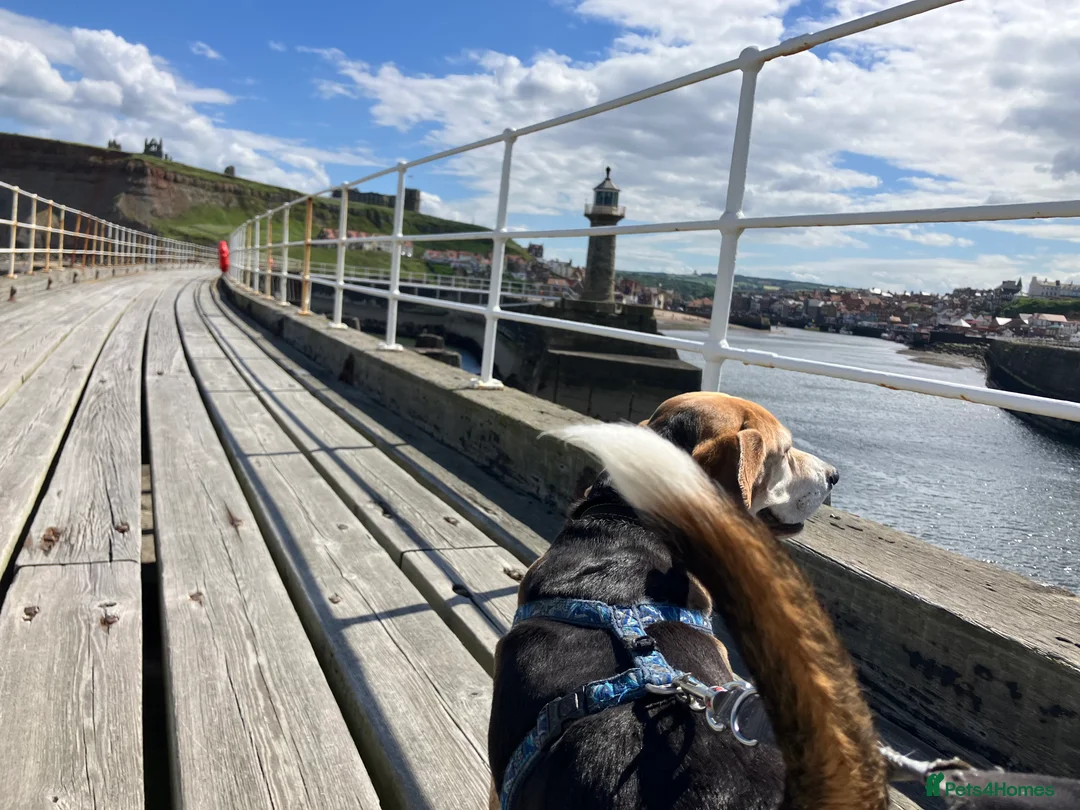 Beagle dogs for stud: Baxter wants a date - Advert 11