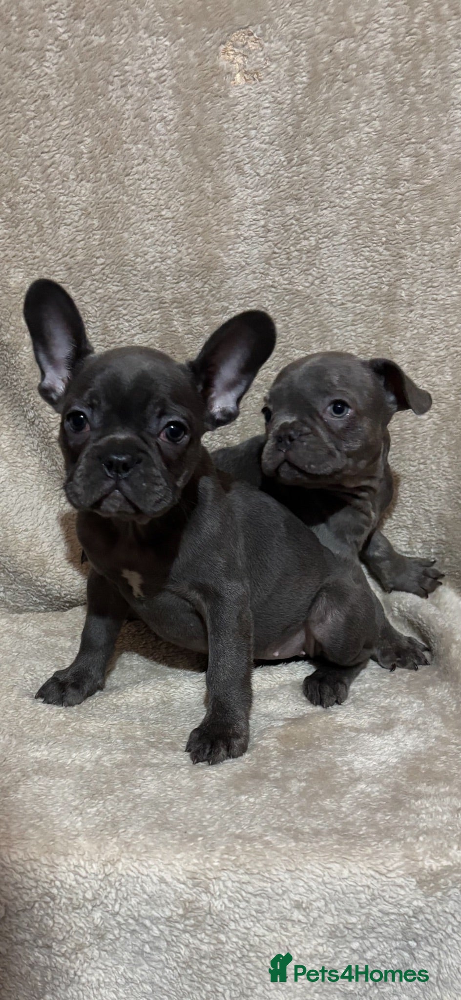 French Bulldog dogs French bulldog puppies  - Advert 3