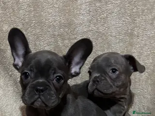 French Bulldog dogs French bulldog puppies - Advert 3