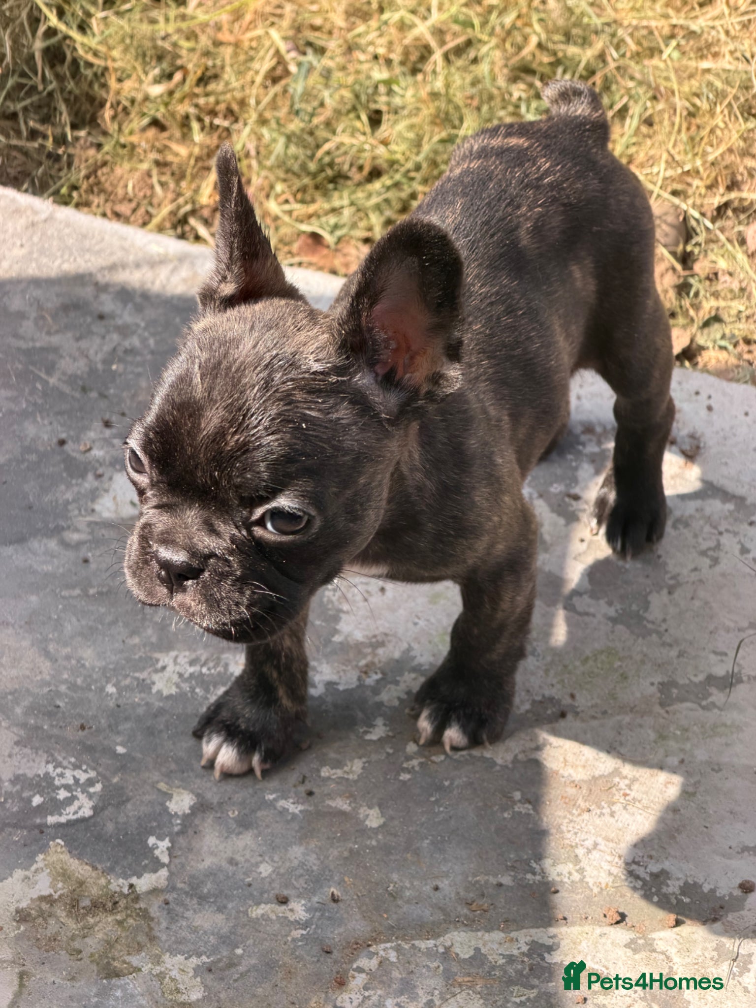 French Bulldog dogs French Bulldogs for sale  - Advert 9