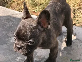 French Bulldog dogs French Bulldogs for sale - Advert 9
