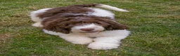 Saint Berdoodle dogs for sale: Premium St Berdoodle Puppies  - Advert 1