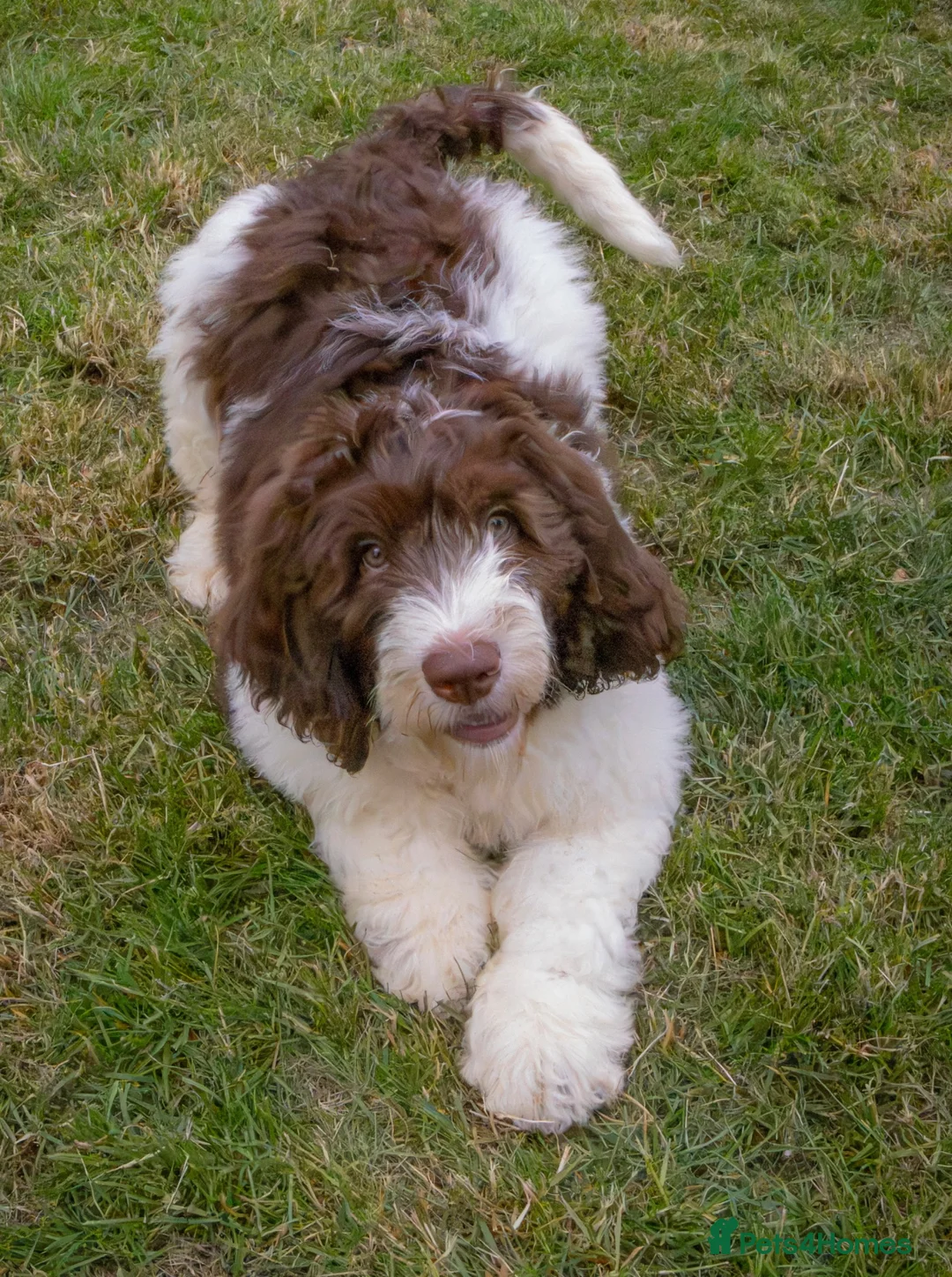 Saint Berdoodle dogs for sale: Premium St Berdoodle Puppies  - Advert 1