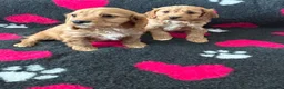 Cavapoo dogs for sale: Beautiful Cavapoo Puppies  - Advert 6